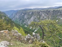 Štuoc von Sušičko jezero