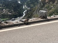 Sustenpass