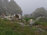 Sustenpass