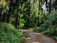 Tatarenkopf über Eupener Strasse