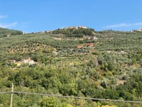 Testico from Stellanello