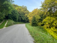 Testico from Stellanello
