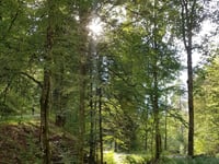 Tiergrüble von Schönau im Schwarzwald