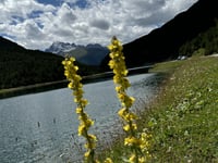 Torri di Fraele da Isolaccia
