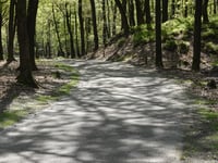 Trapjesberg / Loenensebos