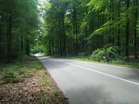 Tüschenwald von Sonsbeck