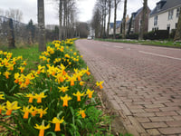 Van Toulon van der Koogweg