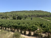 Vernegues von La Barben
