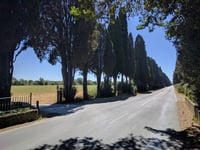 Viale dei Cipressi / Bolgheri von San Guido