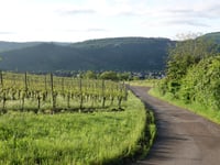 Viehbach von Kröv