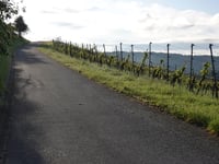 Viehbach von Kröv