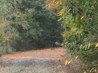 Vierenberg von Schötmar über Mergelweg