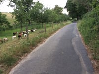 Vogelsang / Hohldörn