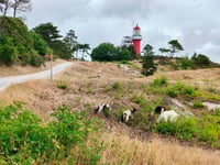 Vuurboetsduin