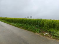 Wafelstraat da Schorisse
