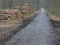Waldstrasse from Süsterseel