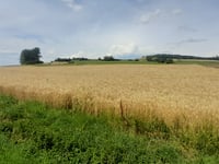 Wartenberg von Donau