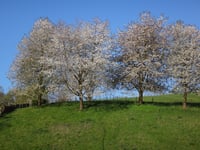 Waterval da Meerssen