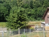 Weissenstein