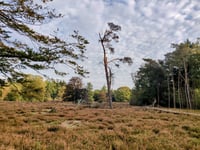 Woestduin von Doorn