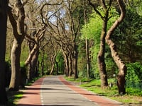 Wolfhezerweg from Wolfheze
