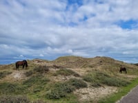 Woudweg da Bergen aan Zee