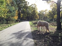 Snippendaalseweg