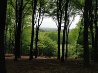 Zijpenberg z Rozendaal