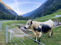 Zillergründl desde Mayrhofen