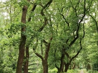 Zilverberg von Oosterbeek