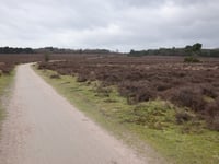Zuiderheide