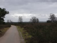 Zuiderheide