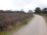 Zuiderheide